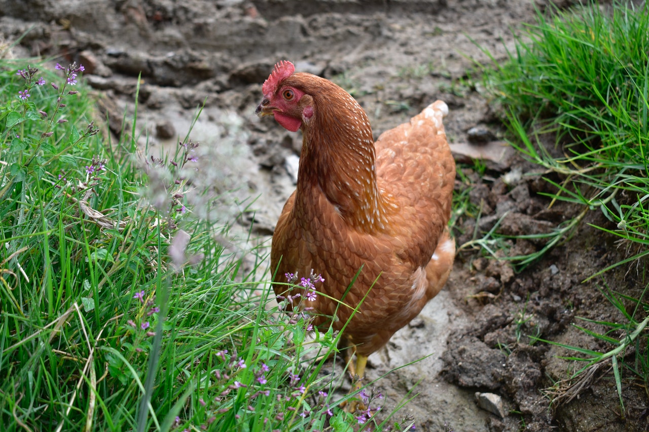 How to Fix Muddy Chicken Coop Runs Polystead