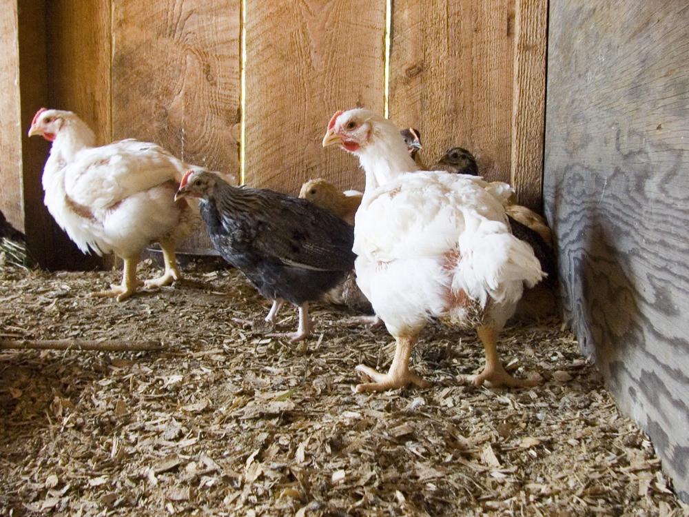 how-to-identify-and-treat-water-belly-in-chickens-polystead