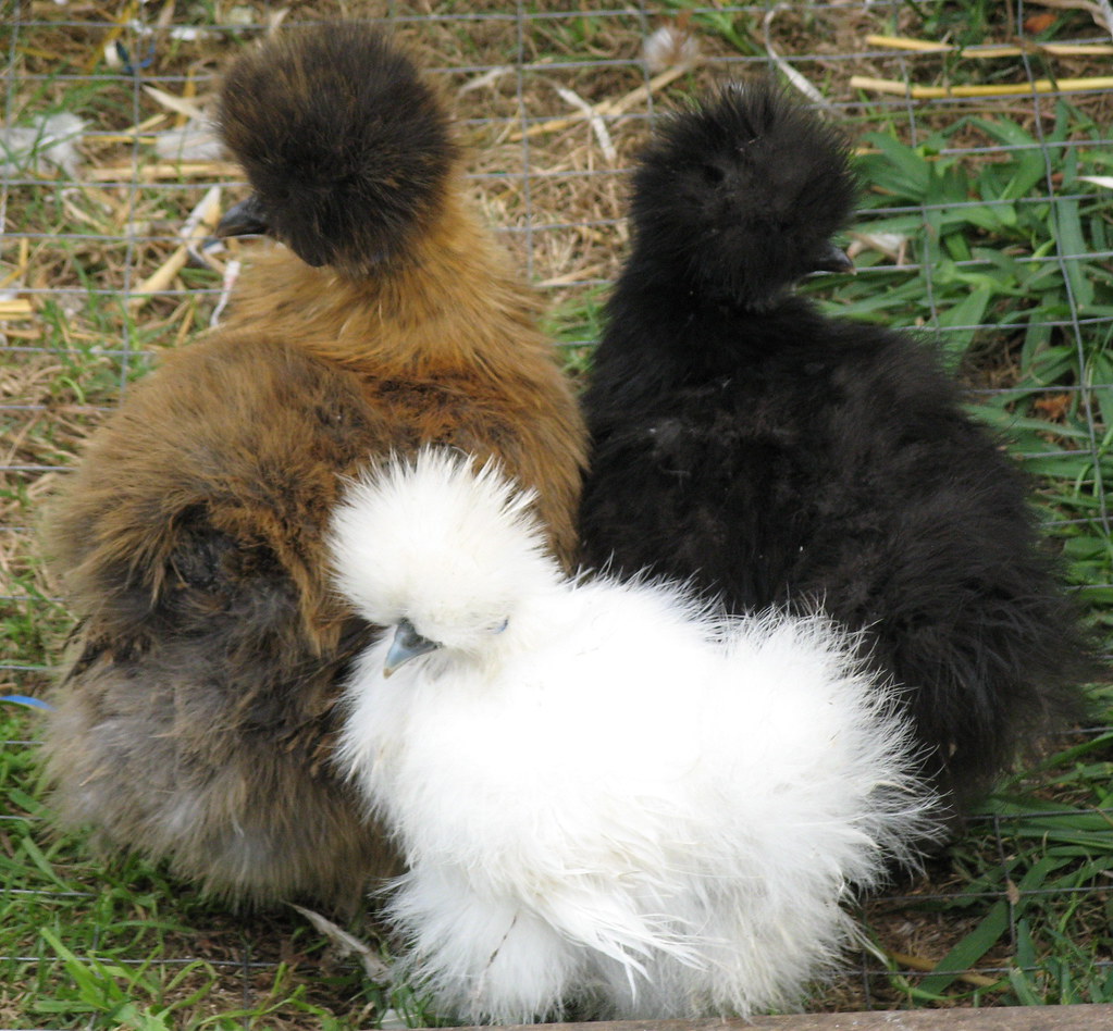 Bantam Chicken Size Comparison Which Breed Is Best For Your Backyard