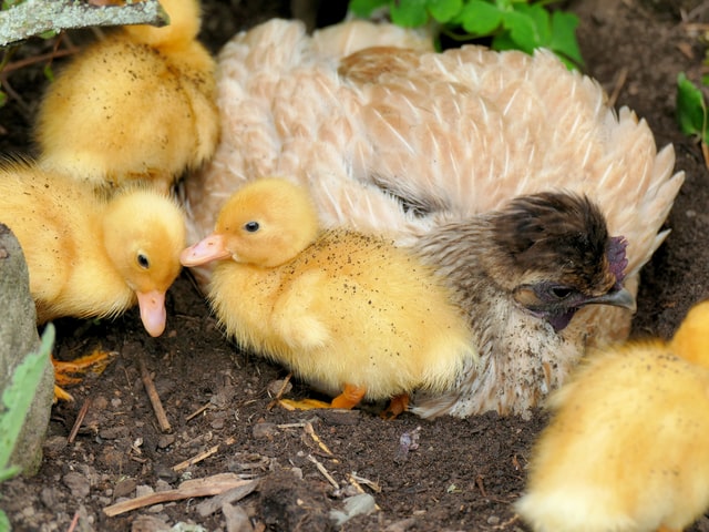 How to Keep ducks and chickens together. - Polystead