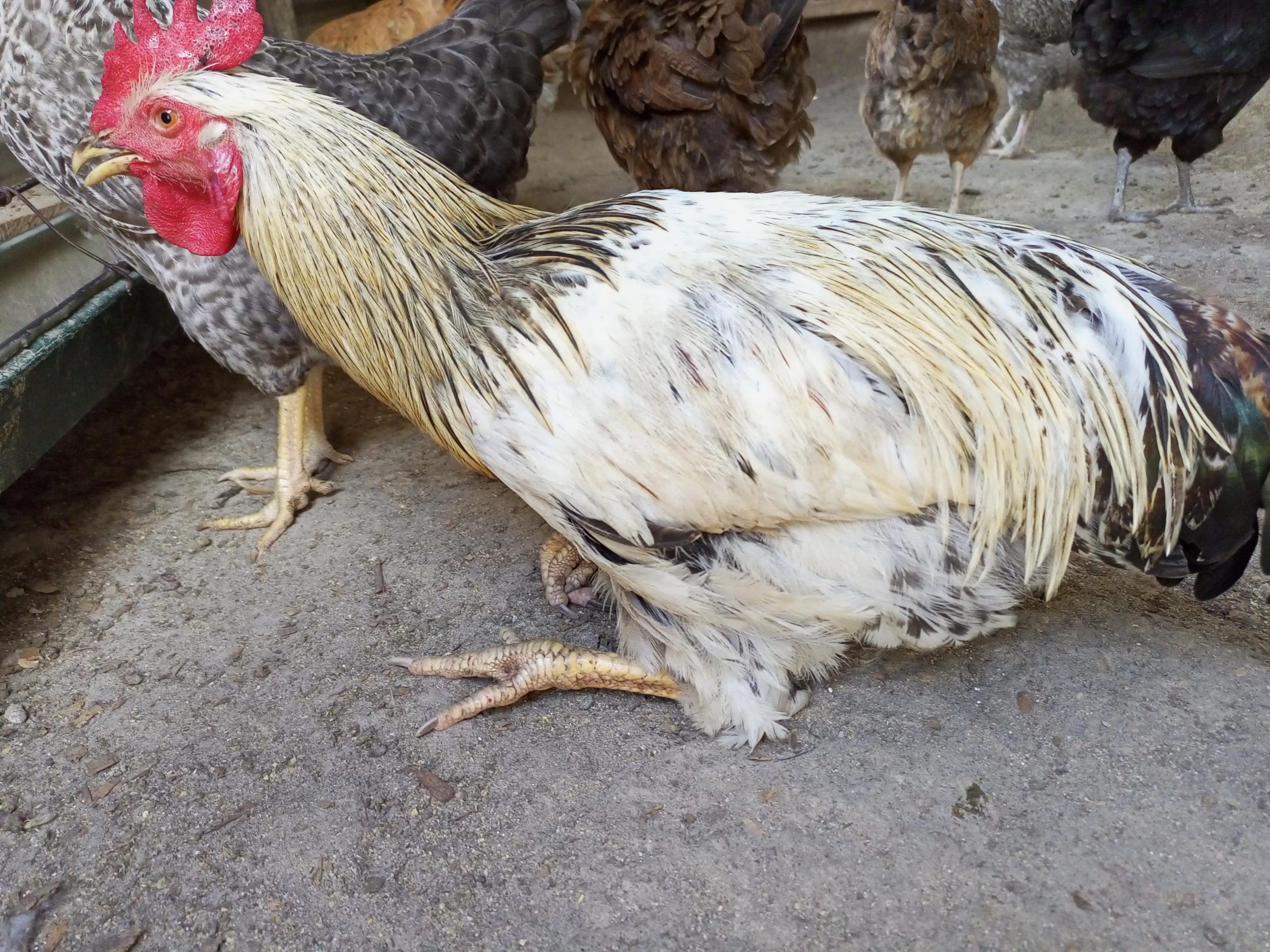 Chicken Won't Stand Up? Understanding & Helping - Polystead